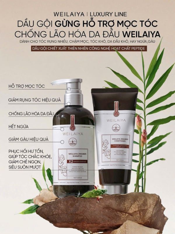 Dầu gội đầu gừng Weilaiya Luxury phục hồi tóc hư tổn và chống lão hóa da đầu