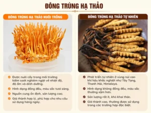 Tác Dụng Của Đông Trùng Hạ Thảo Hàn Quốc: