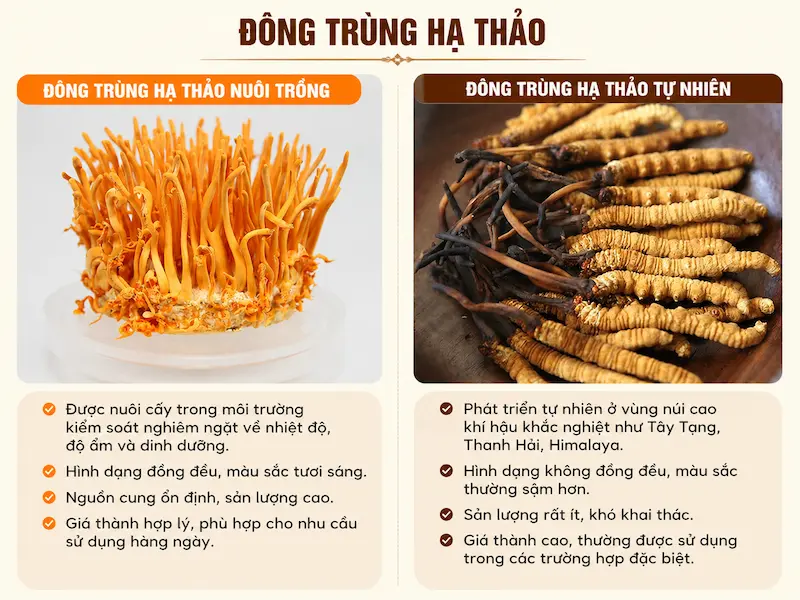 So sánh đông trùng hạ thảo tự nhiên và đông trùng hạ thảo nuôi trồng